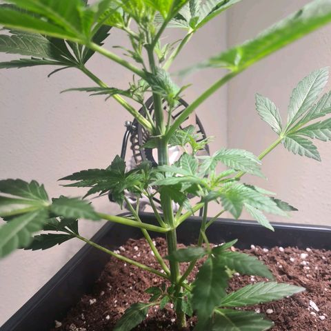 Wurlz F1 growlog timeline photo