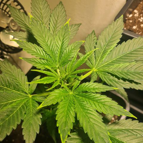 Wurlz F1 growlog timeline photo