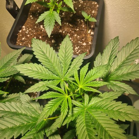 Watermelon Candy Automatic growlog timeline photo
