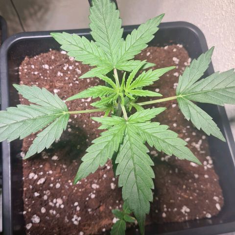 Grape Ape Auto F1 growlog photo
