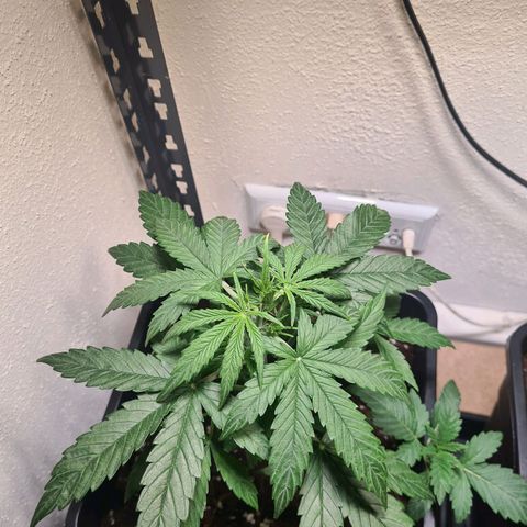 Grape Ape Auto F1 growlog timeline photo