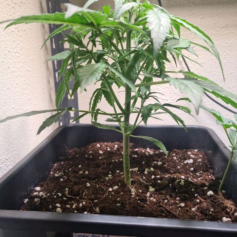 Grape Ape Auto F1 growlog timeline photo