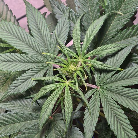 Watermelon Candy Automatic growlog timeline photo