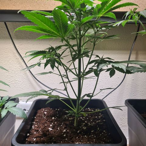 Wurlz F1 growlog timeline photo