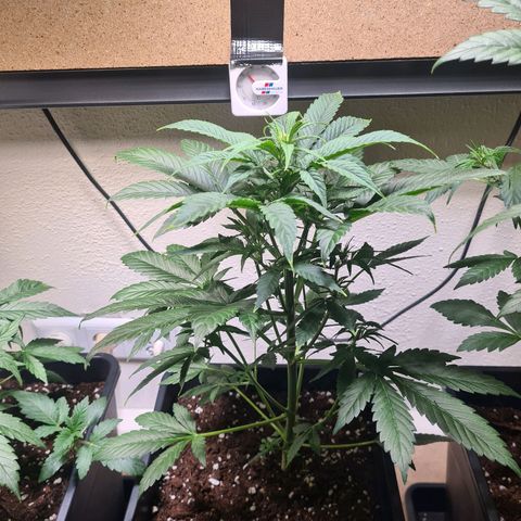 Wurlz F1 growlog timeline photo