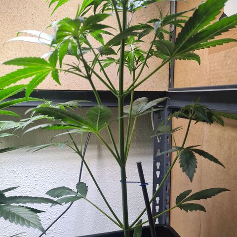 Watermelon Candy Automatic growlog timeline photo