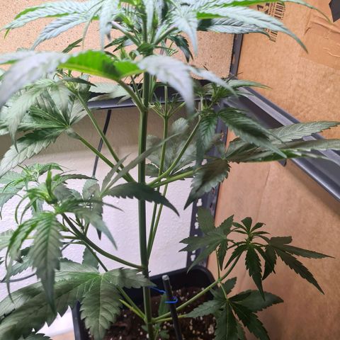 Watermelon Candy Automatic growlog timeline photo