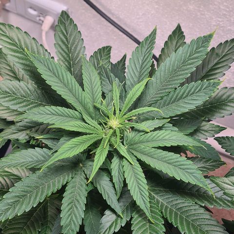 Wurlz F1 growlog timeline photo