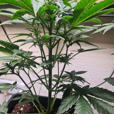 Wurlz F1 growlog timeline photo