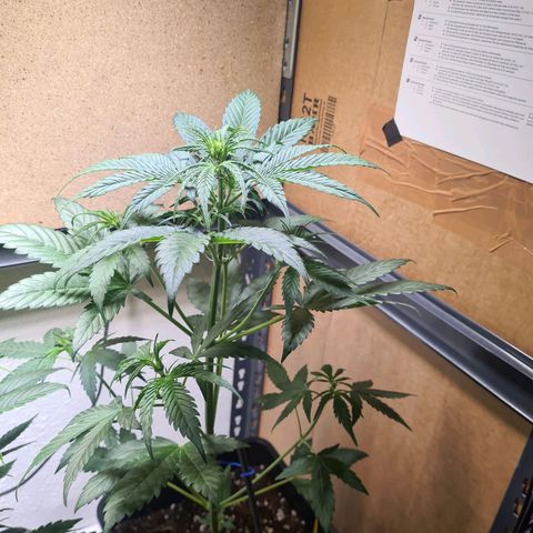 Watermelon Candy Automatic growlog timeline photo