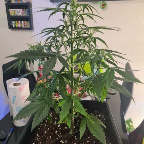 Grape Ape Auto F1 growlog timeline photo