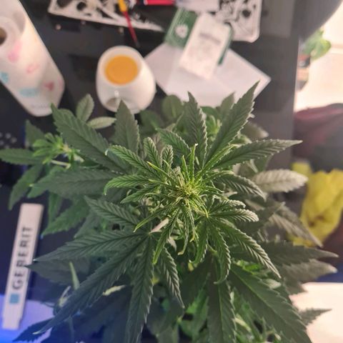 Grape Ape Auto F1 growlog timeline photo