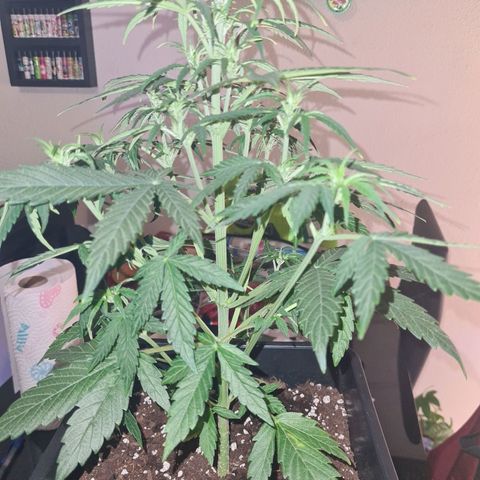 Grape Ape Auto F1 growlog timeline photo