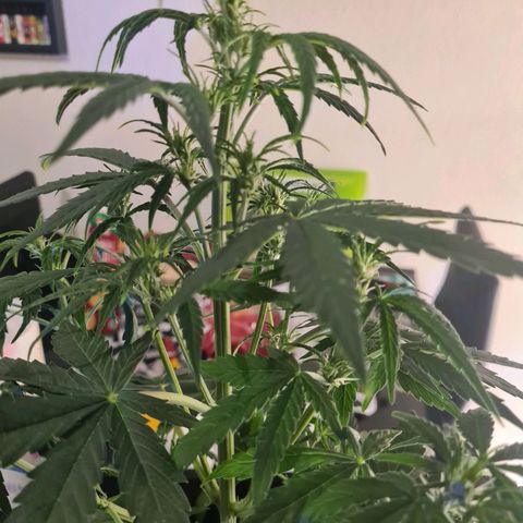 Grape Ape Auto F1 growlog timeline photo