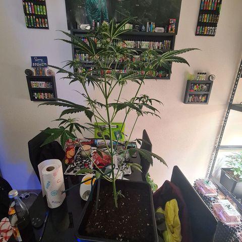 Watermelon Candy Automatic growlog timeline photo