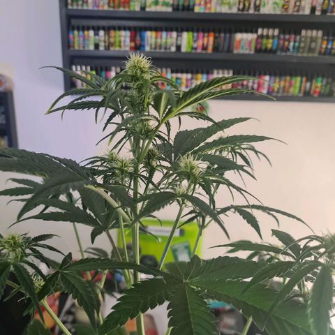 Watermelon Candy Automatic growlog timeline photo
