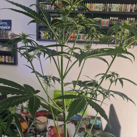 Watermelon Candy Automatic growlog timeline photo