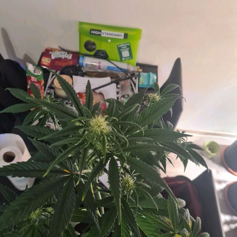 Watermelon Candy Automatic growlog timeline photo