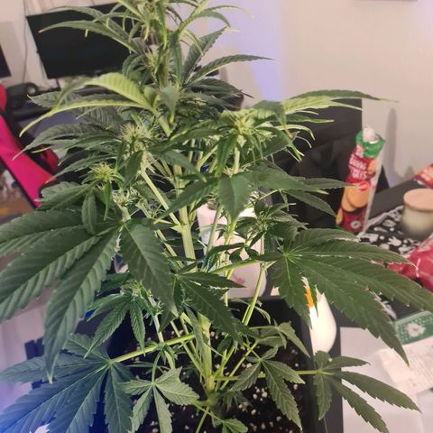 Wurlz F1 growlog timeline photo