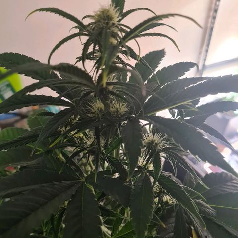 Wurlz F1 growlog timeline photo