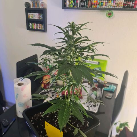 Wurlz F1 growlog timeline photo