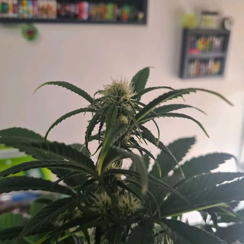 Wurlz F1 growlog timeline photo