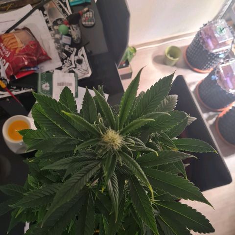 Wurlz F1 growlog timeline photo