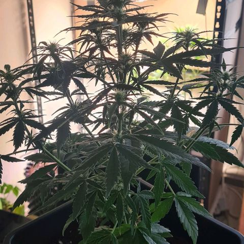 Grape Ape Auto F1 growlog timeline photo