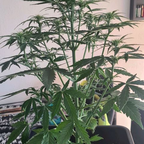 Grape Ape Auto F1 growlog timeline photo