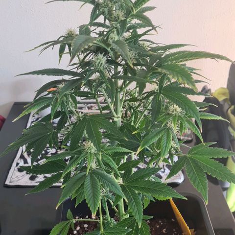 Wurlz F1 growlog timeline photo