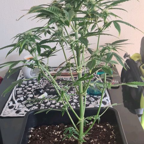 Wurlz F1 growlog timeline photo