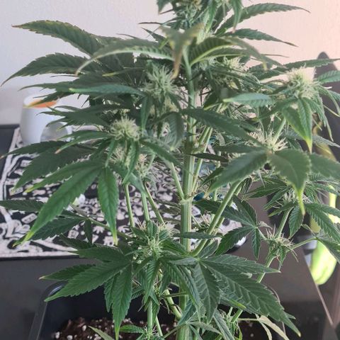 Wurlz F1 growlog timeline photo