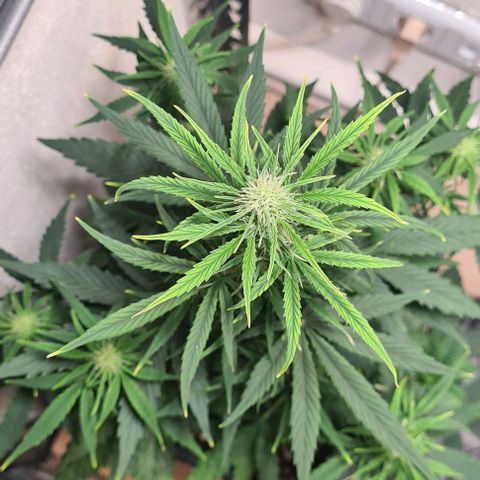 Grape Ape Auto F1 growlog timeline photo
