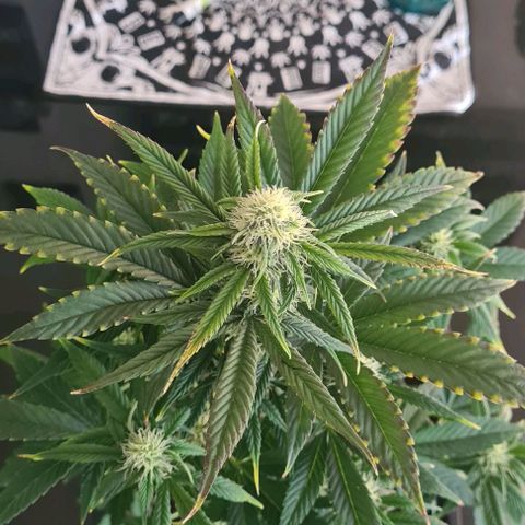 Wurlz F1 growlog timeline photo