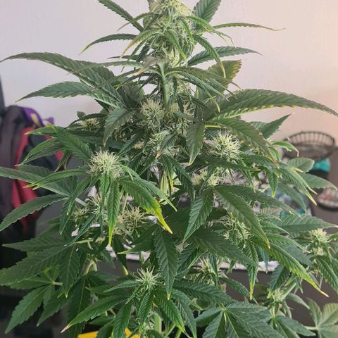 Wurlz F1 growlog timeline photo