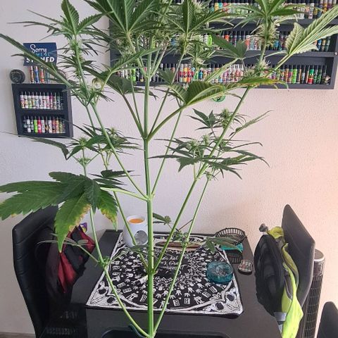 Watermelon Candy Automatic growlog timeline photo