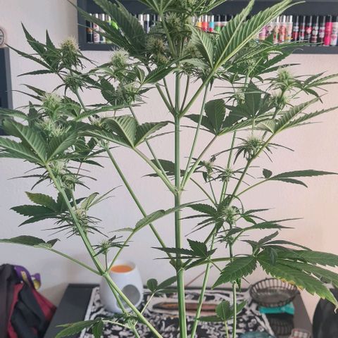 Watermelon Candy Automatic growlog timeline photo