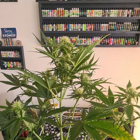 Watermelon Candy Automatic growlog timeline photo