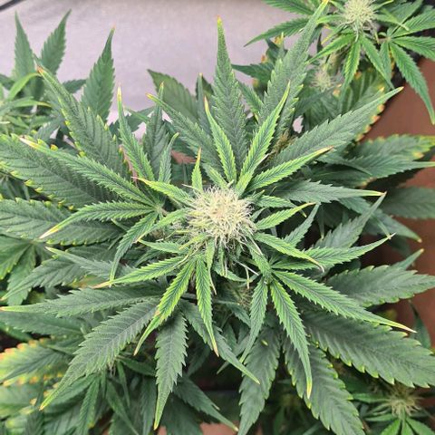 Watermelon Candy Automatic growlog timeline photo