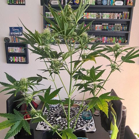 Watermelon Candy Automatic growlog timeline photo
