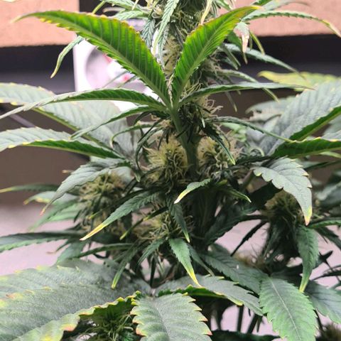Wurlz F1 growlog timeline photo