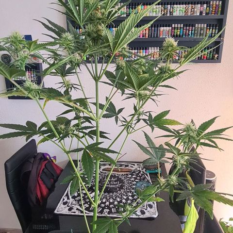 Watermelon Candy Automatic growlog timeline photo