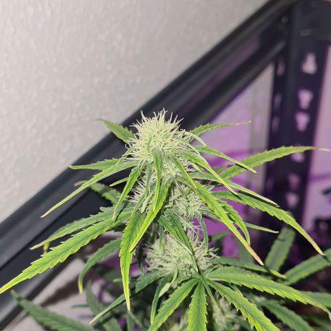 Grape Ape Auto F1 growlog timeline photo