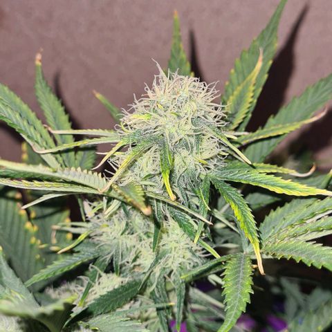 Watermelon Candy Automatic growlog timeline photo