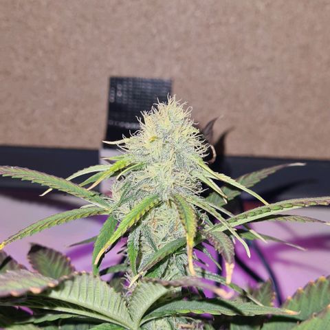 Wurlz F1 growlog timeline photo