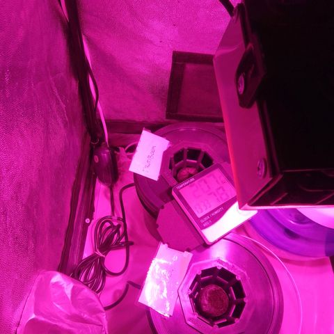 Frutiboom growlog photo: Día 1 