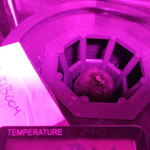 Frutiboom growlog timeline photo