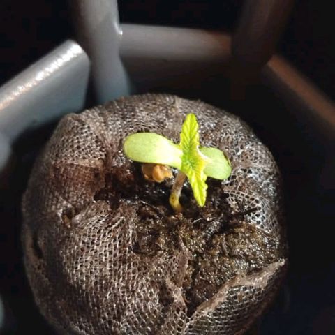 Frutiboom growlog timeline photo