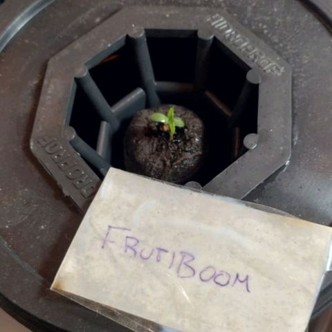 Frutiboom growlog timeline photo