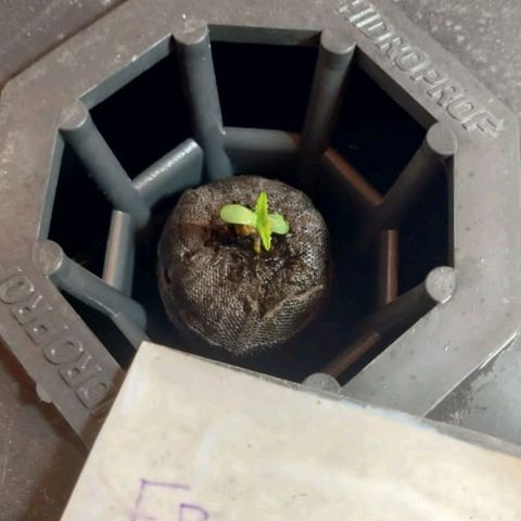 Frutiboom growlog timeline photo